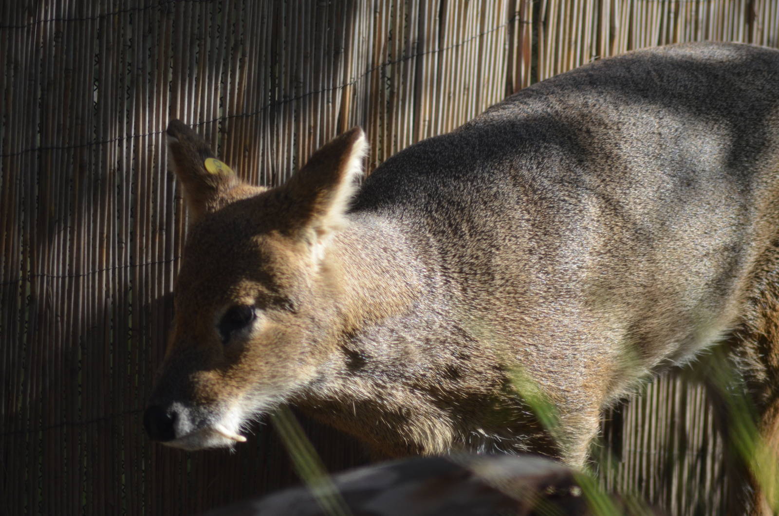 Chinese Water Deer