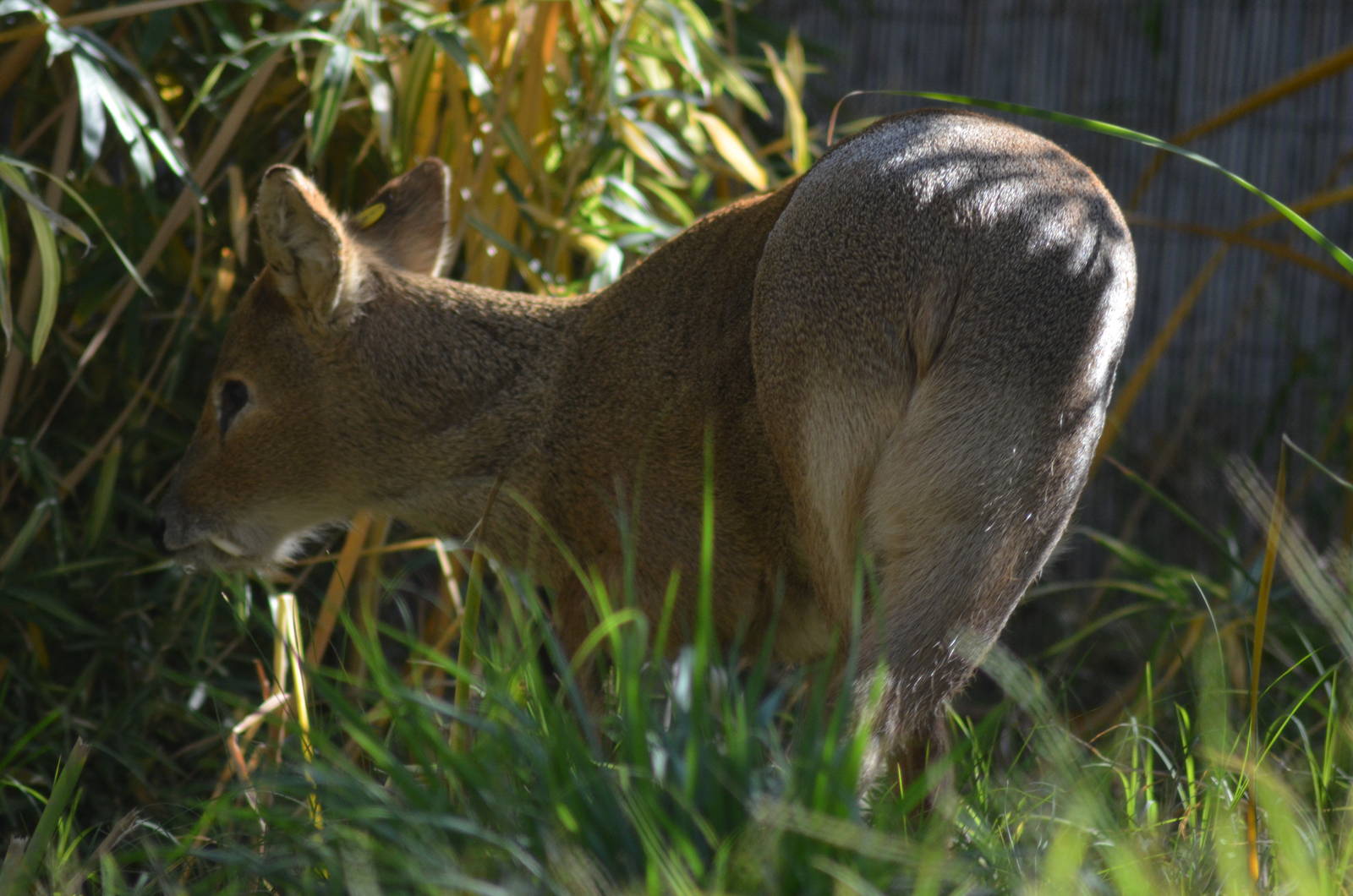 Chinese Water Deer