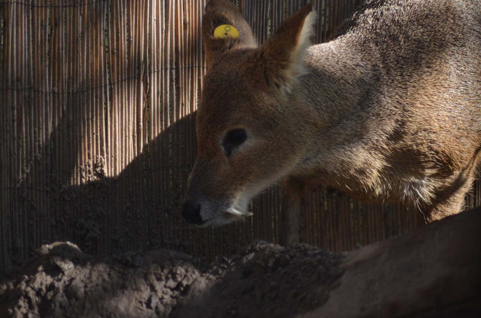 Chinese Water Deer