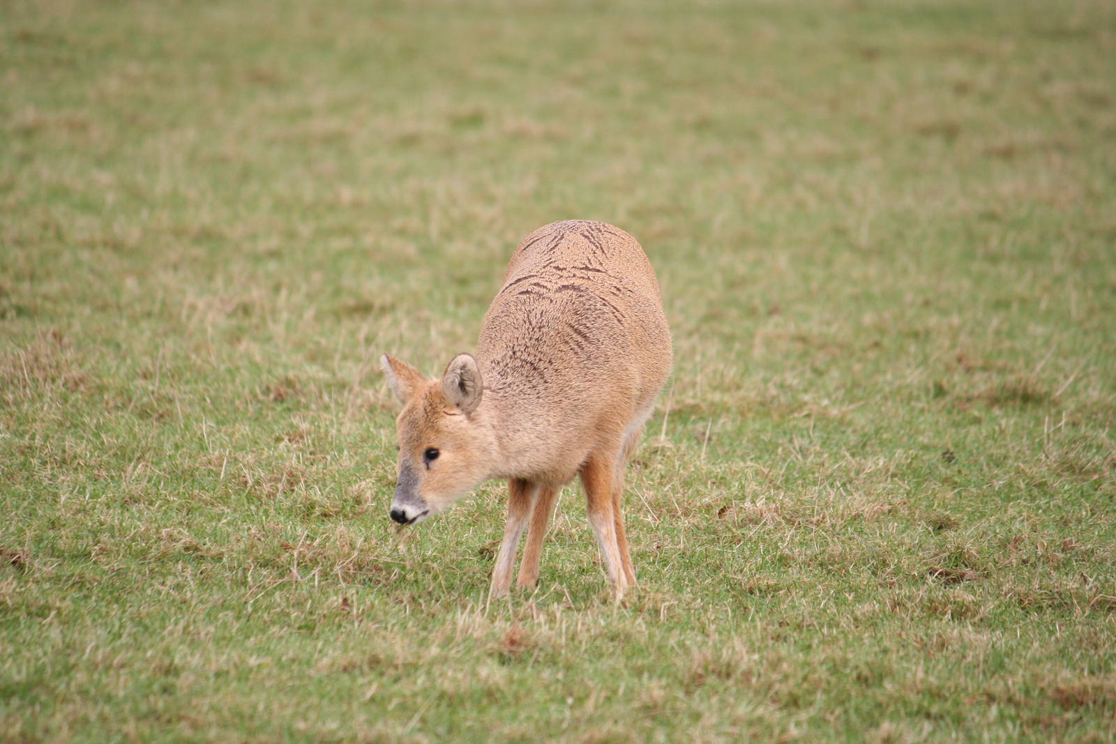 Chinese water deer
