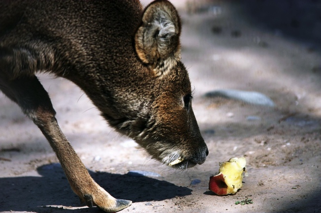 Chinese water deer