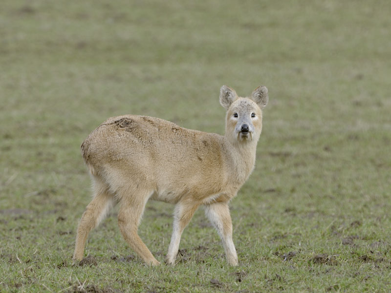 Chinese water deer