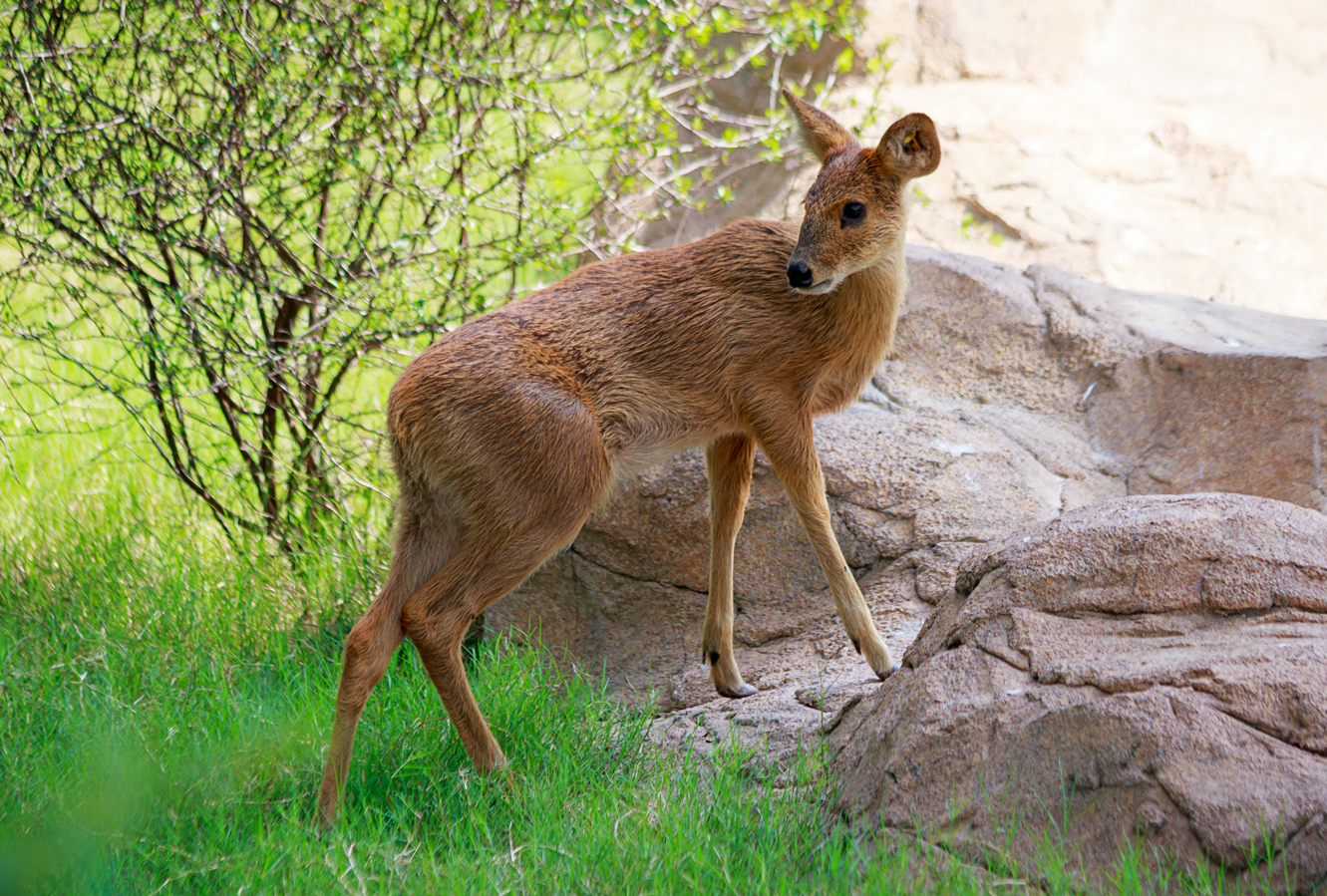 Chinese water deer