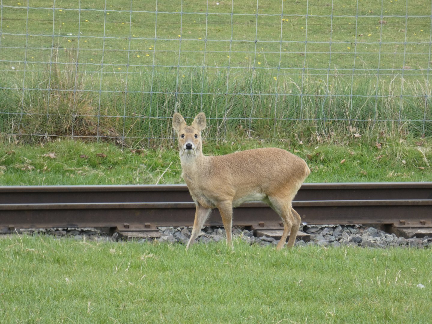 Chinese water deer