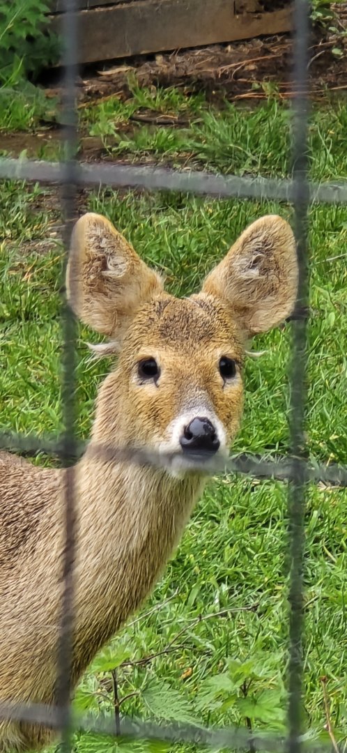 Chinese water deer