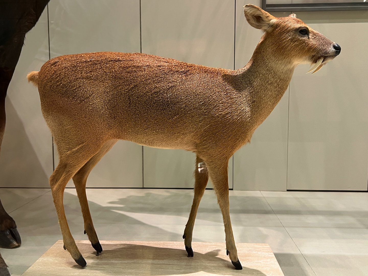 Chinese Water Deer