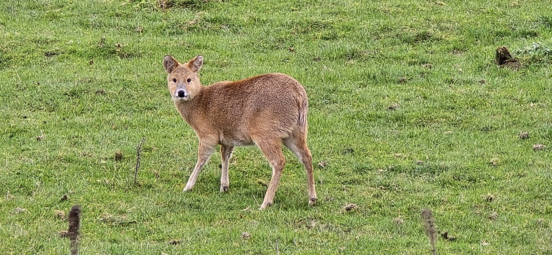 Chinese water deer