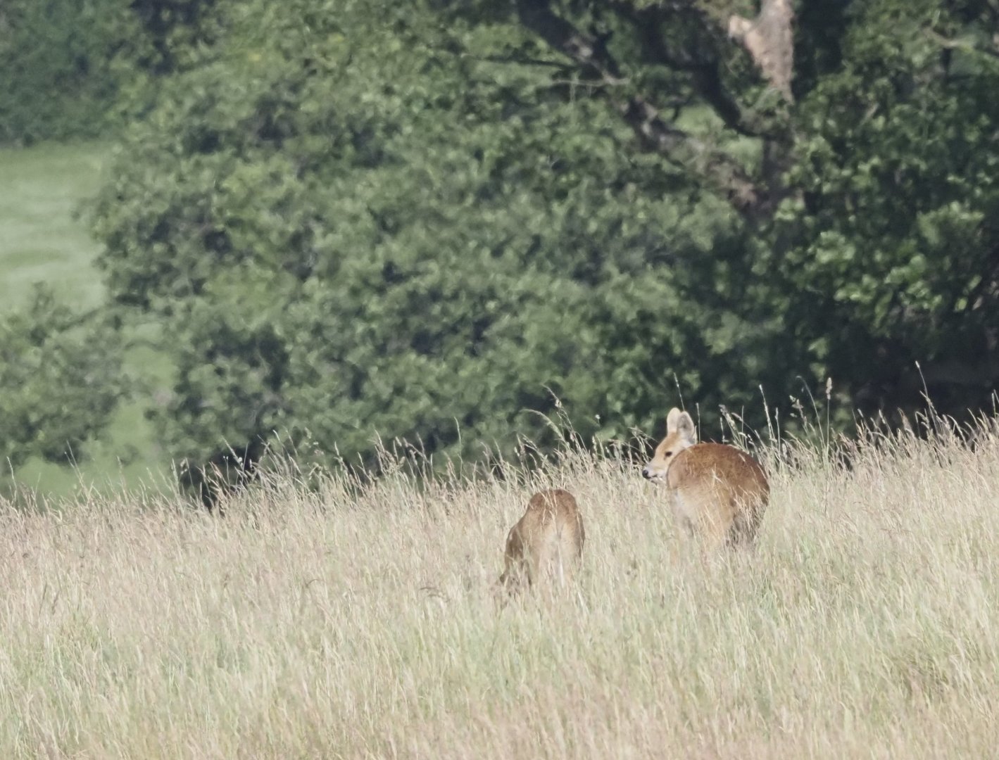 Chinese Water Deer