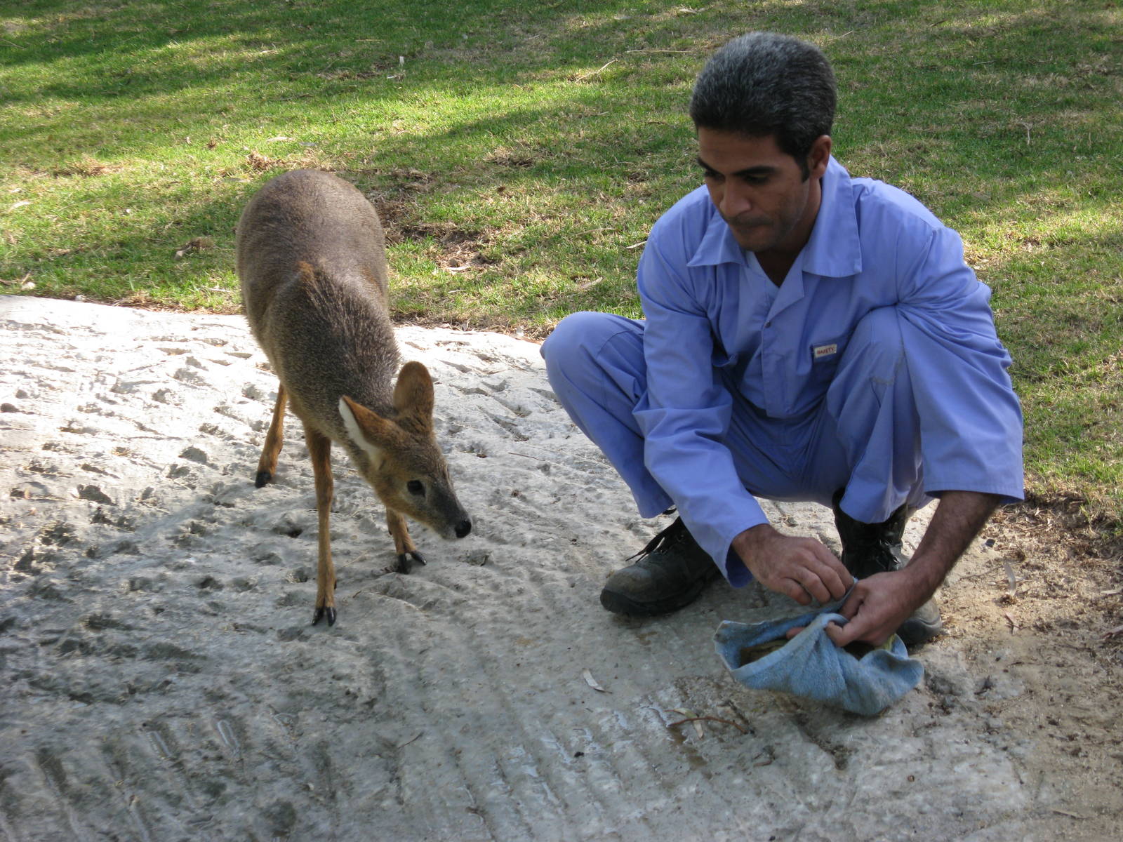 chinese water deer
