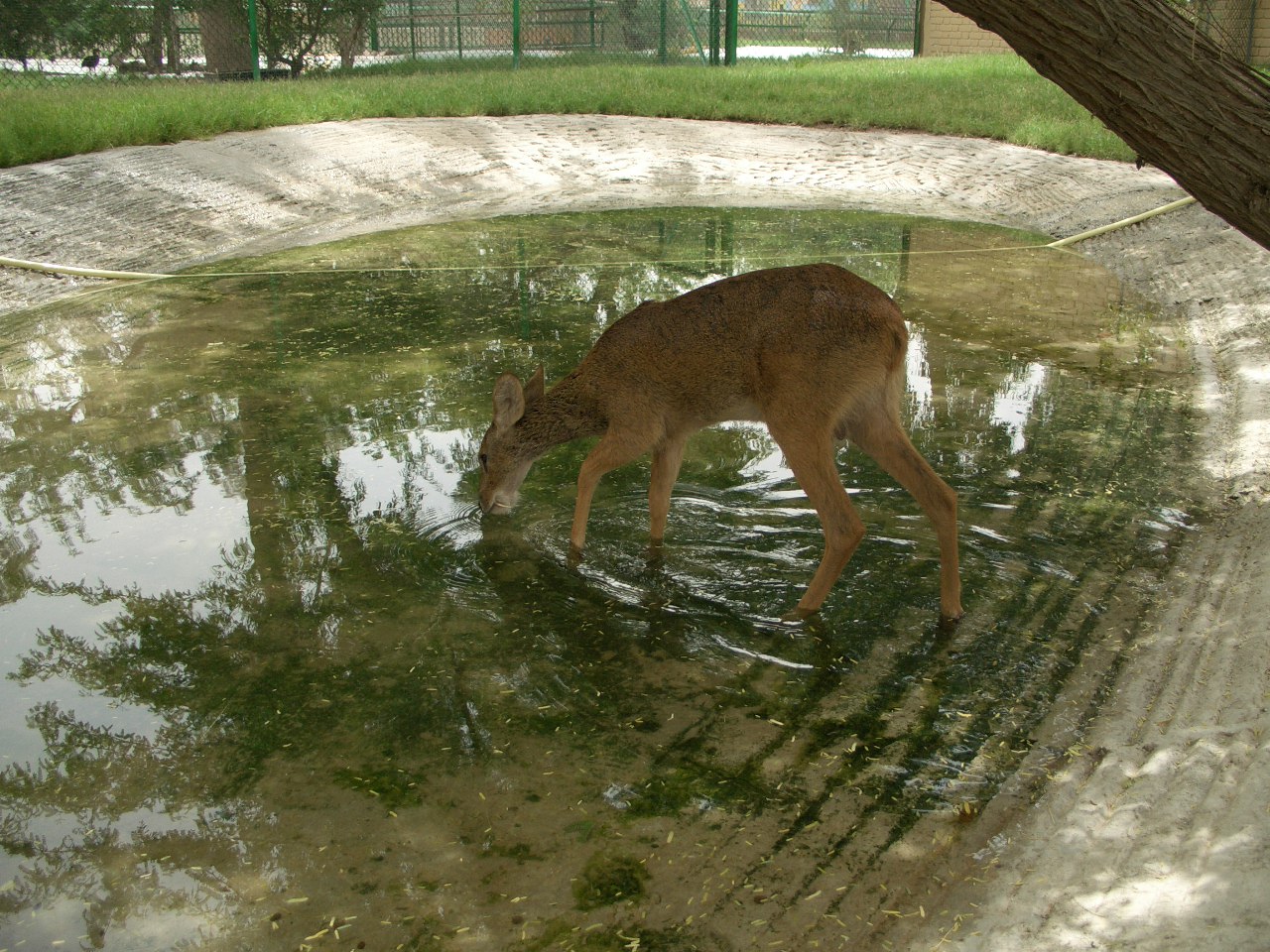 chinese water deer