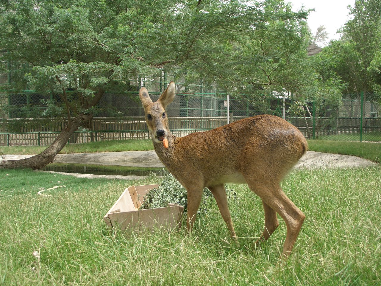 chinese water deer