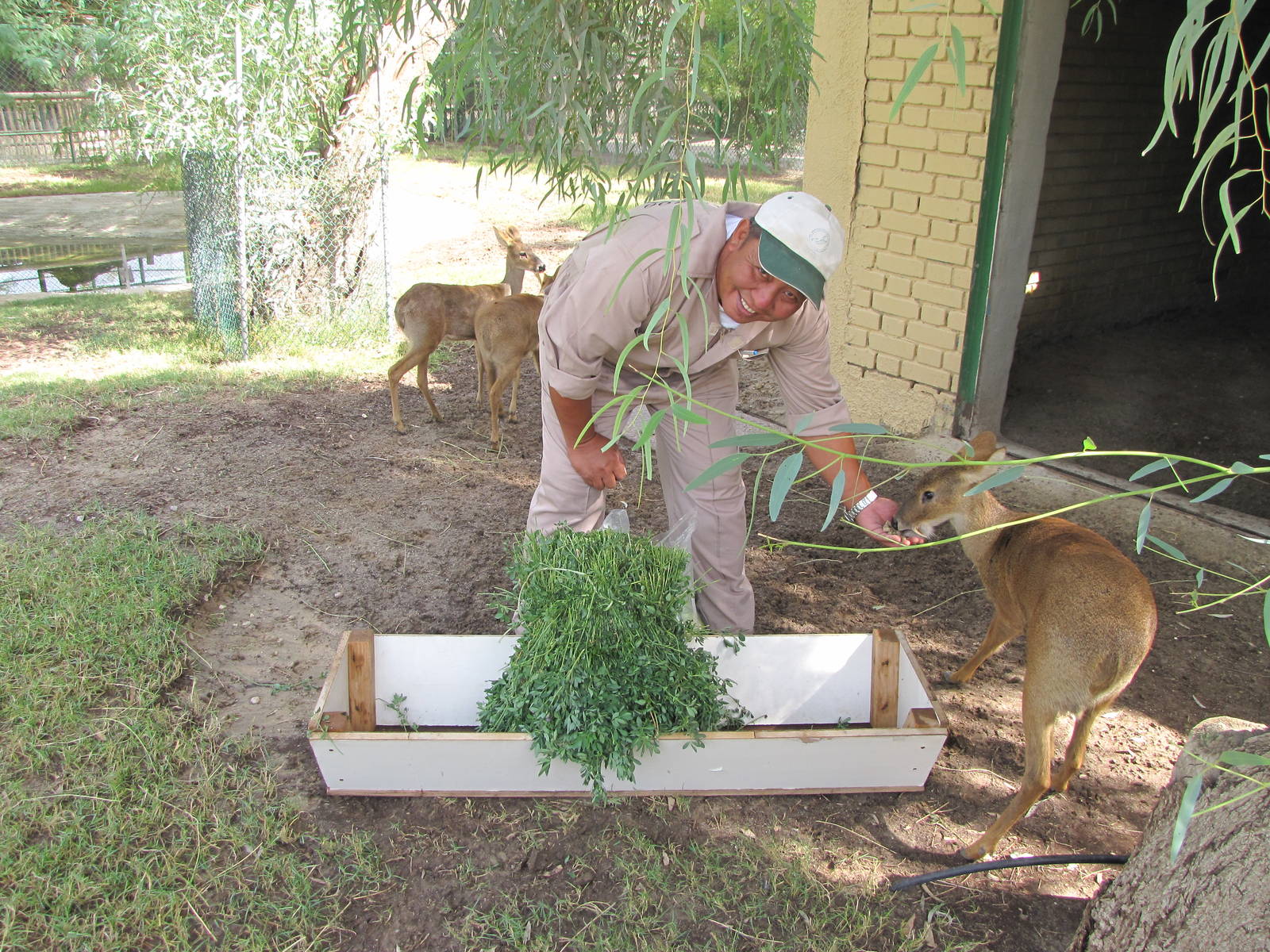 chinese water deer
