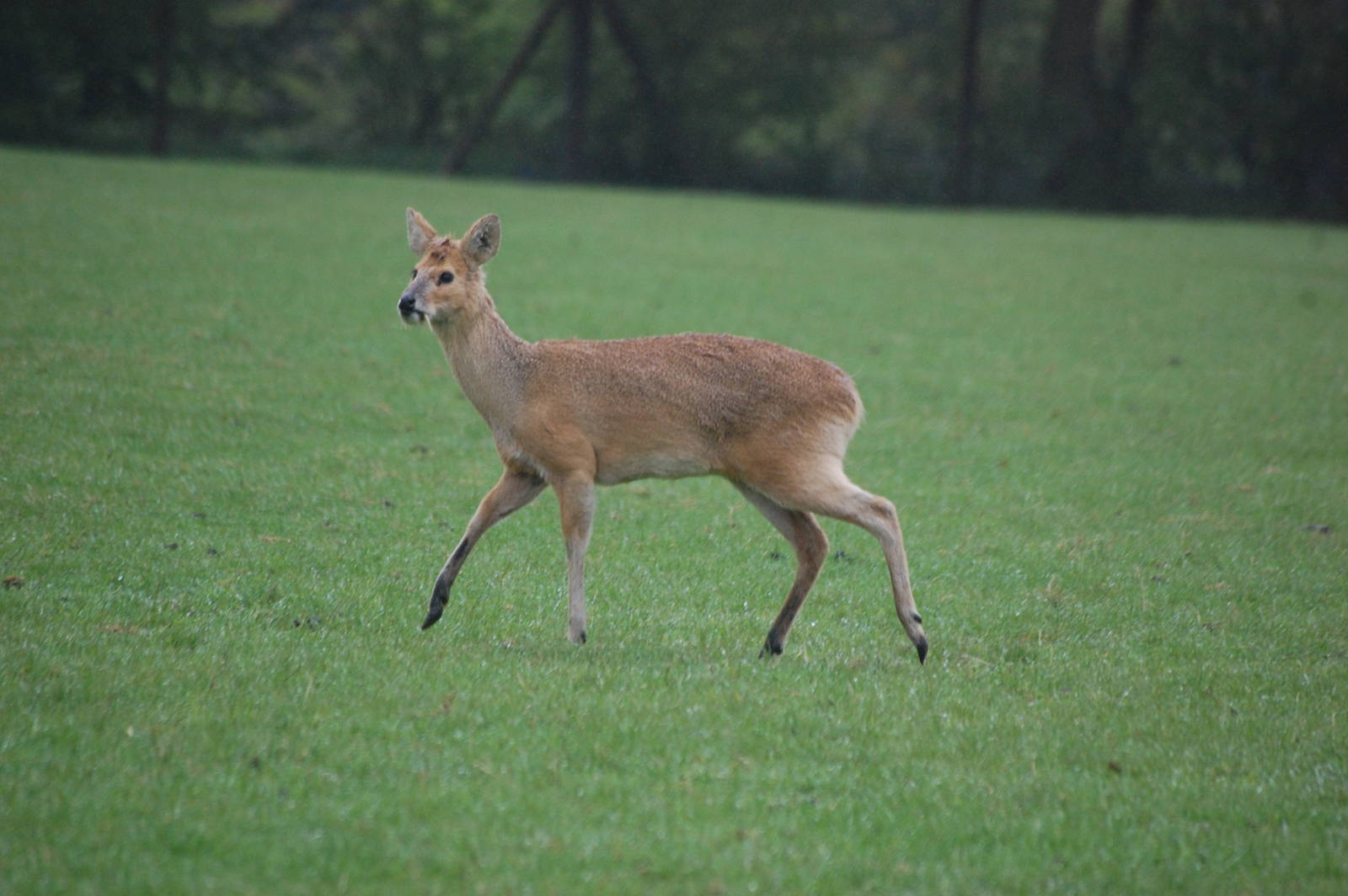 Chinese Water Deer