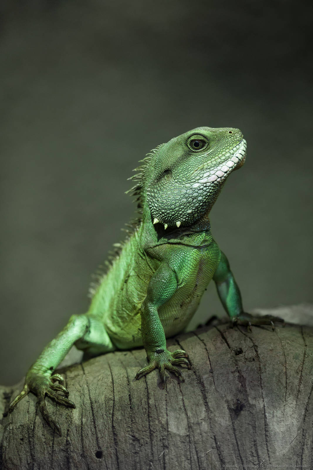 Chinese Water Dragon - 10/10/2012