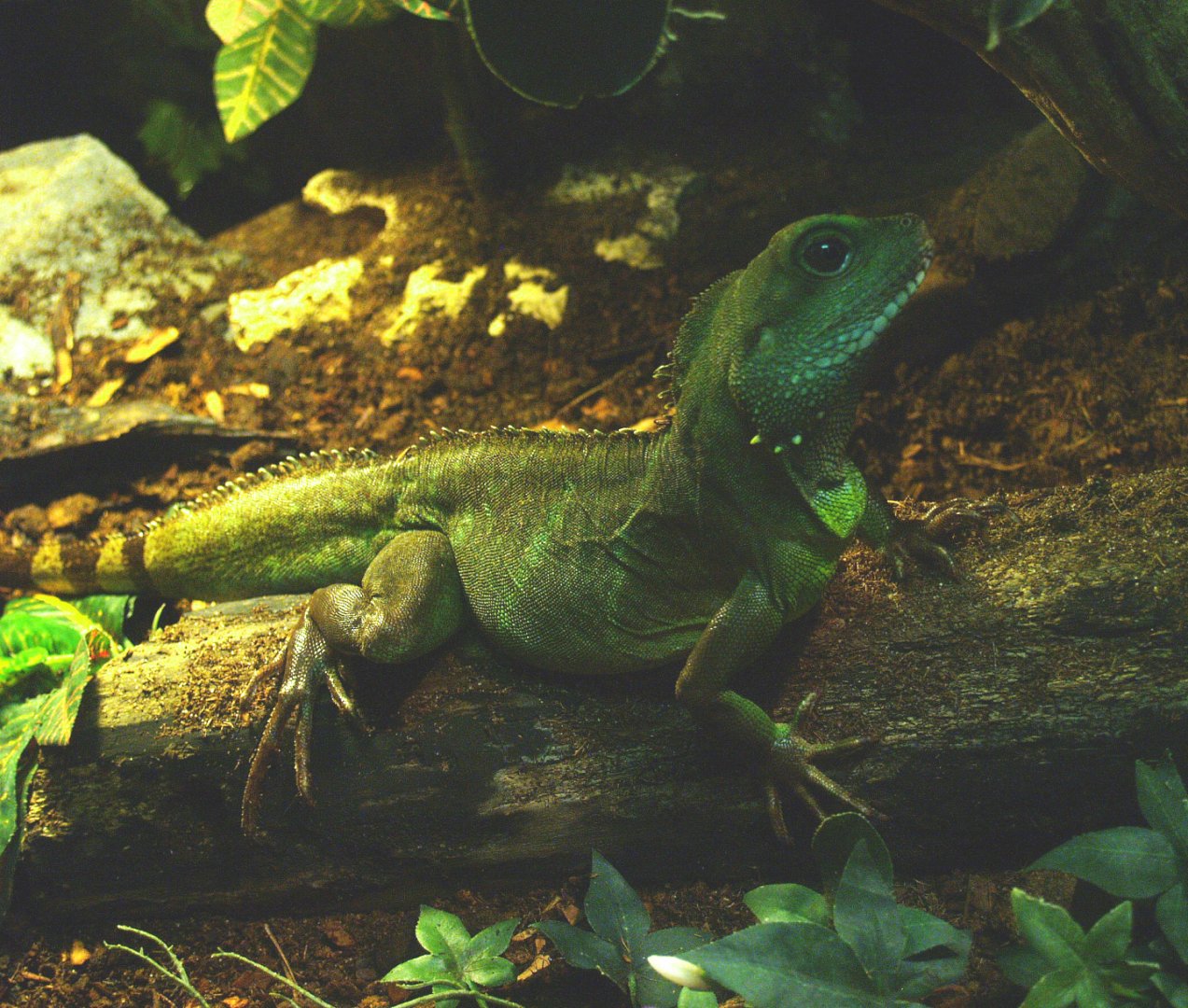Chinese water dragon, 2014-02-16