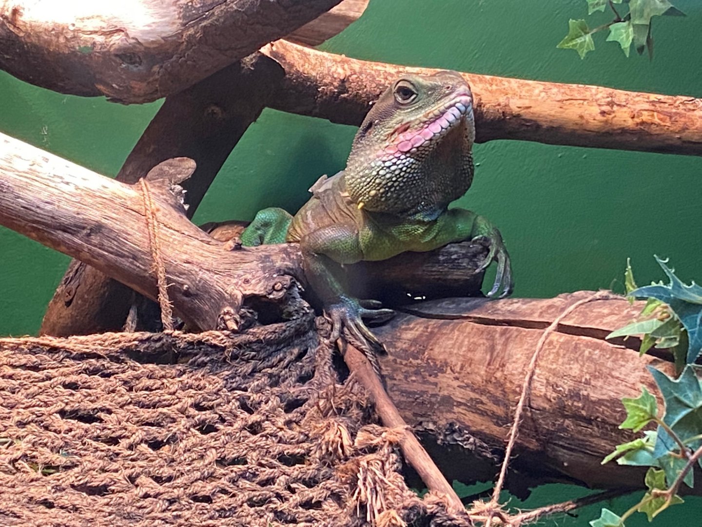 Chinese water dragon 240122