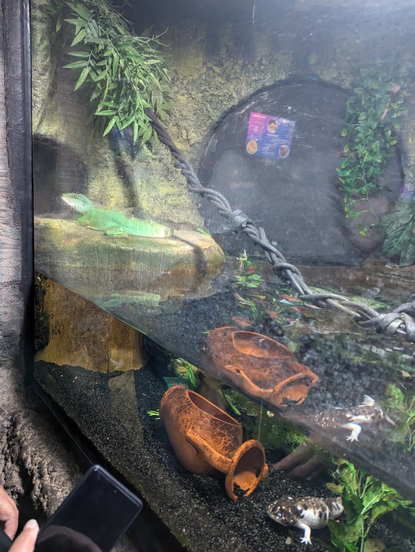 Chinese Water Dragon and Axolotl Enclosure