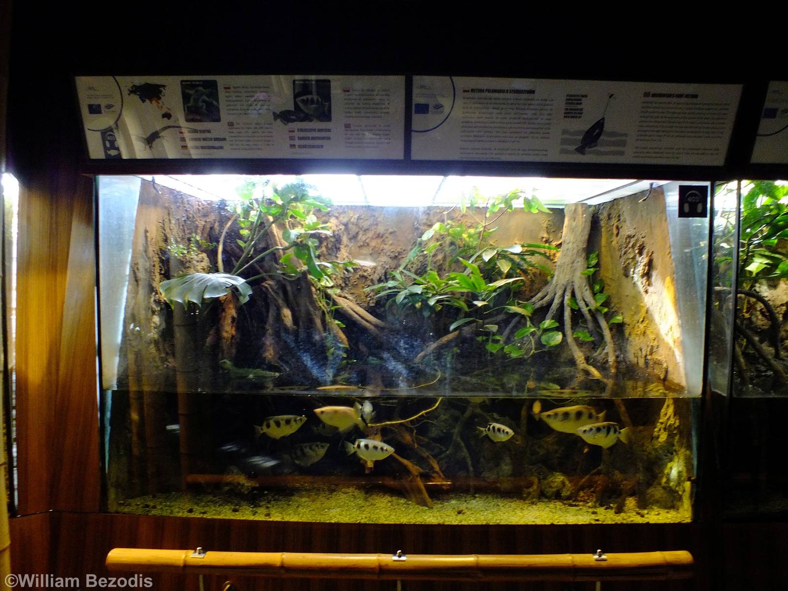 Chinese Water Dragon and Banded Archerfish Tank - Gdynia Aquarium