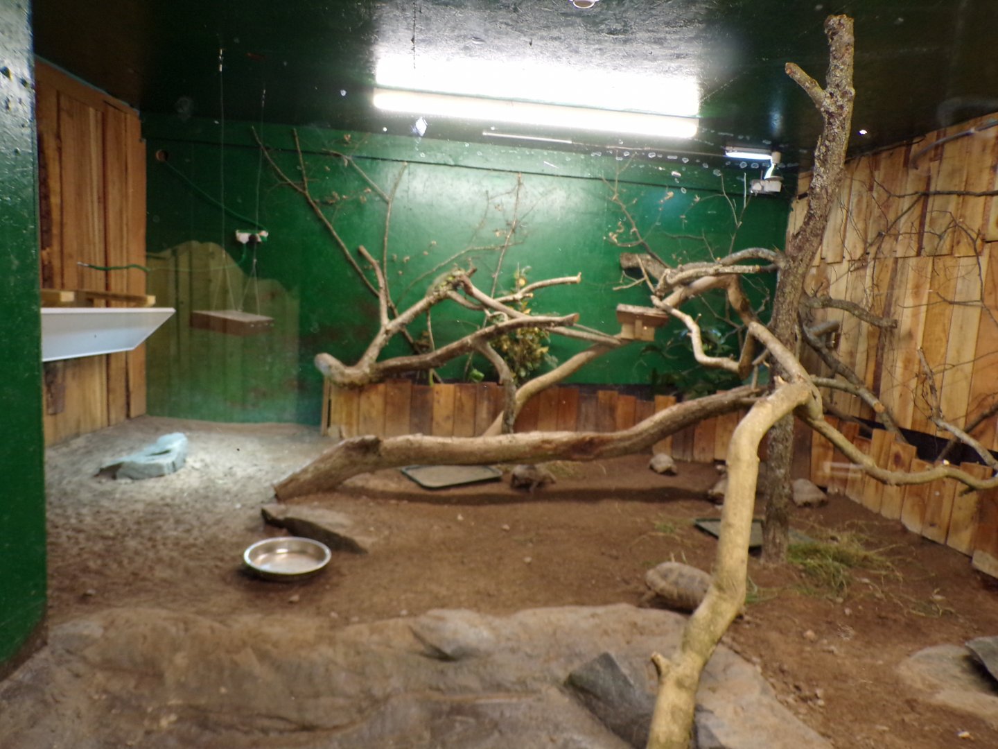 Chinese water dragon and tortoise enclosure 14.10.23