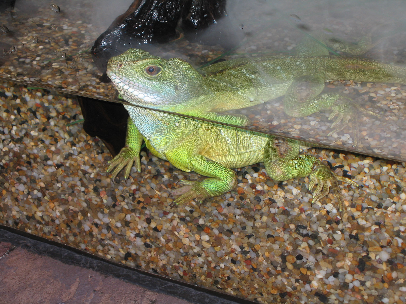 Chinese Water Dragon - Apr 2006