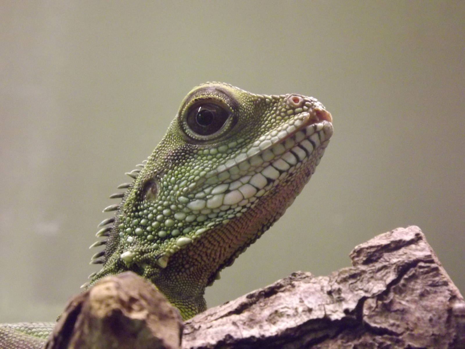 Chinese Water Dragon at Blackpool Zoo 11/03/12