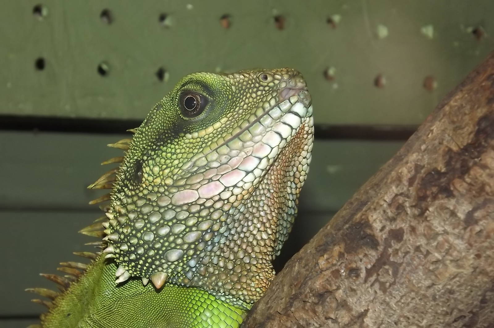 Chinese Water Dragon at Blackpool Zoo 16/06/12