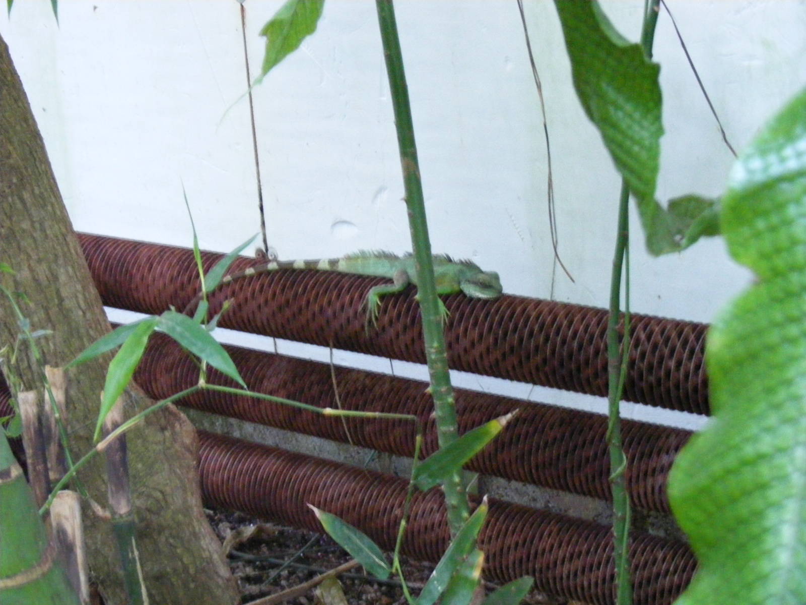 Chinese water dragon at The Living Rainforest, 24 October 2010