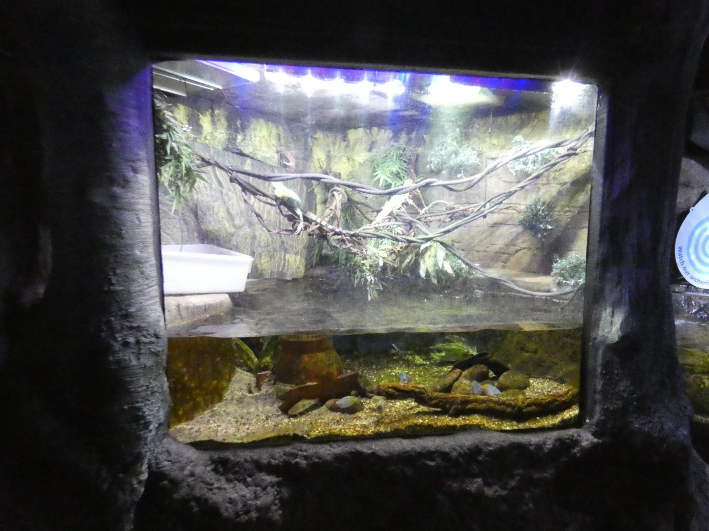 Chinese water dragon enclosure