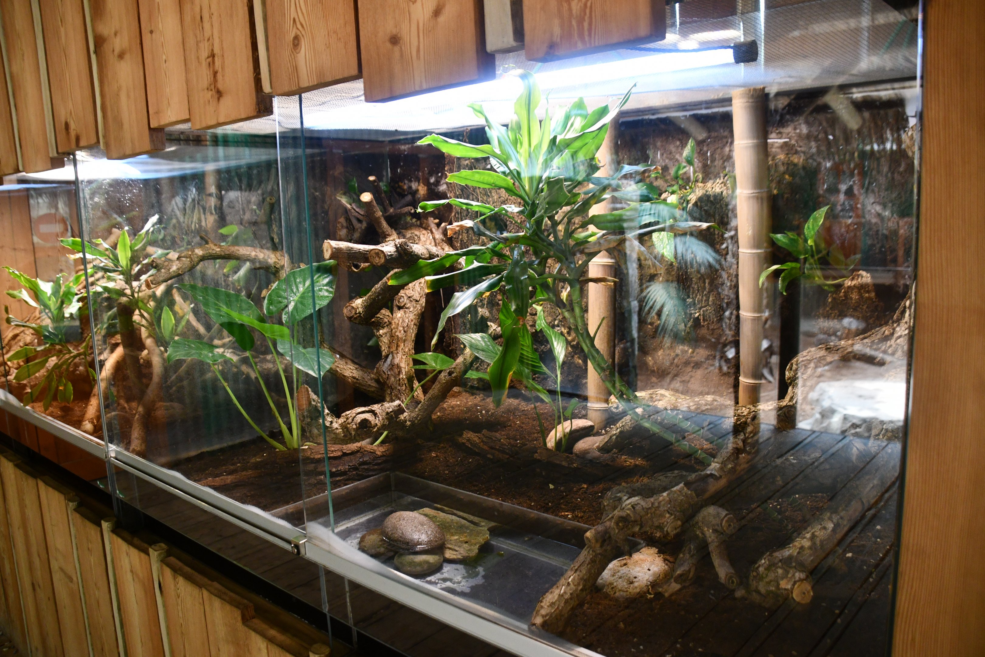 Chinese Water Dragon exhibit (House of Giants)