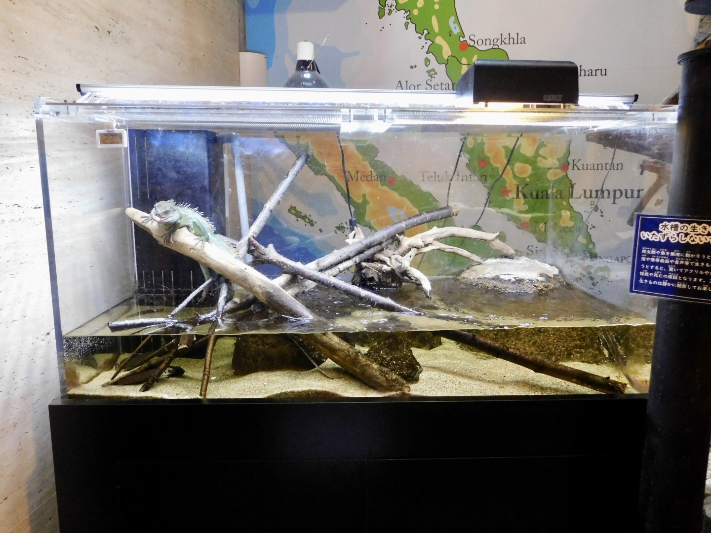 Chinese Water Dragon Exhibit - Itabashi Botanical Garden September 27, 2025