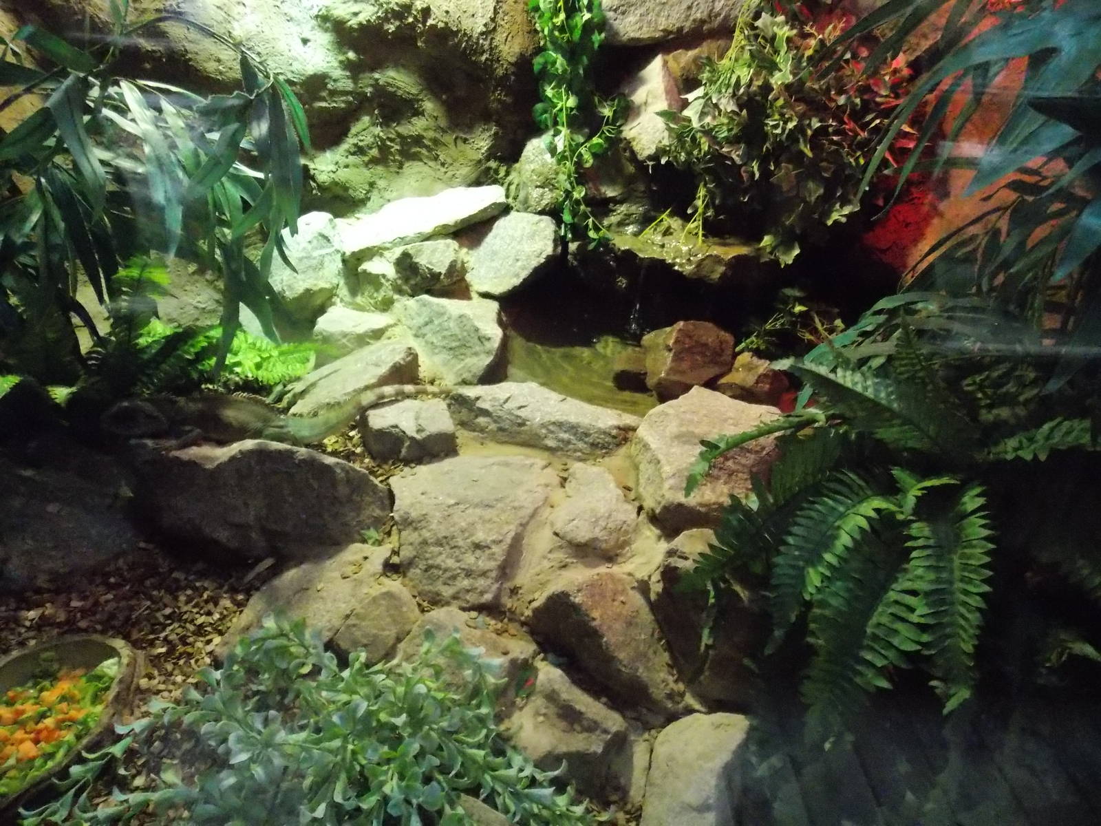 Chinese water dragon exhibit