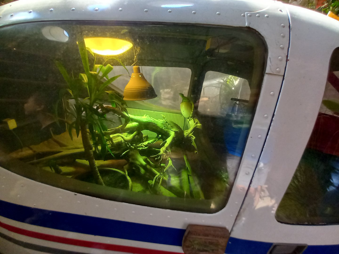 Chinese water dragon exhibit