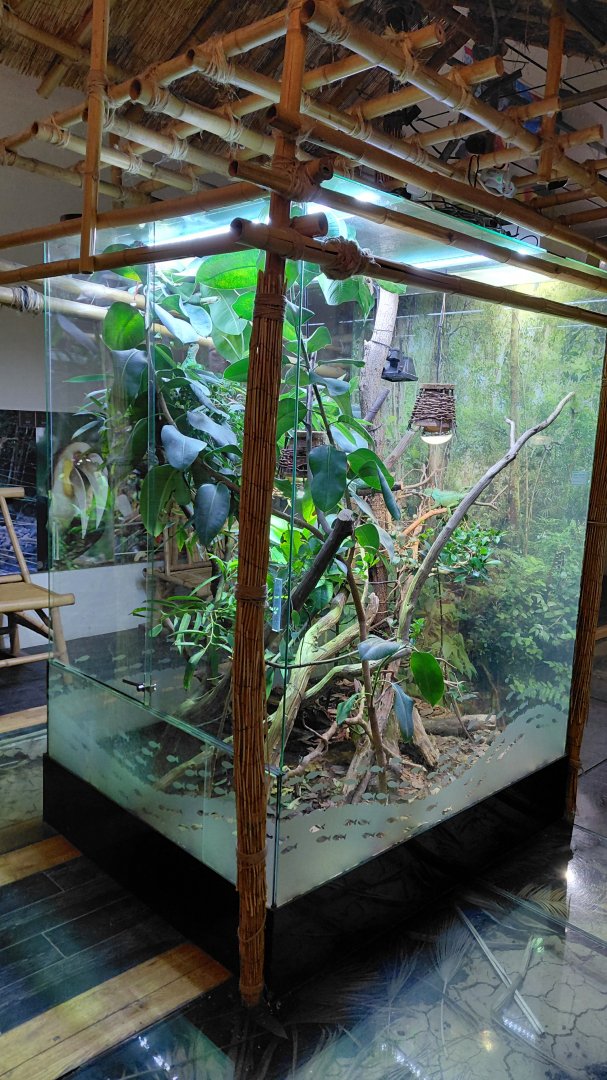 Chinese water dragon exhibit