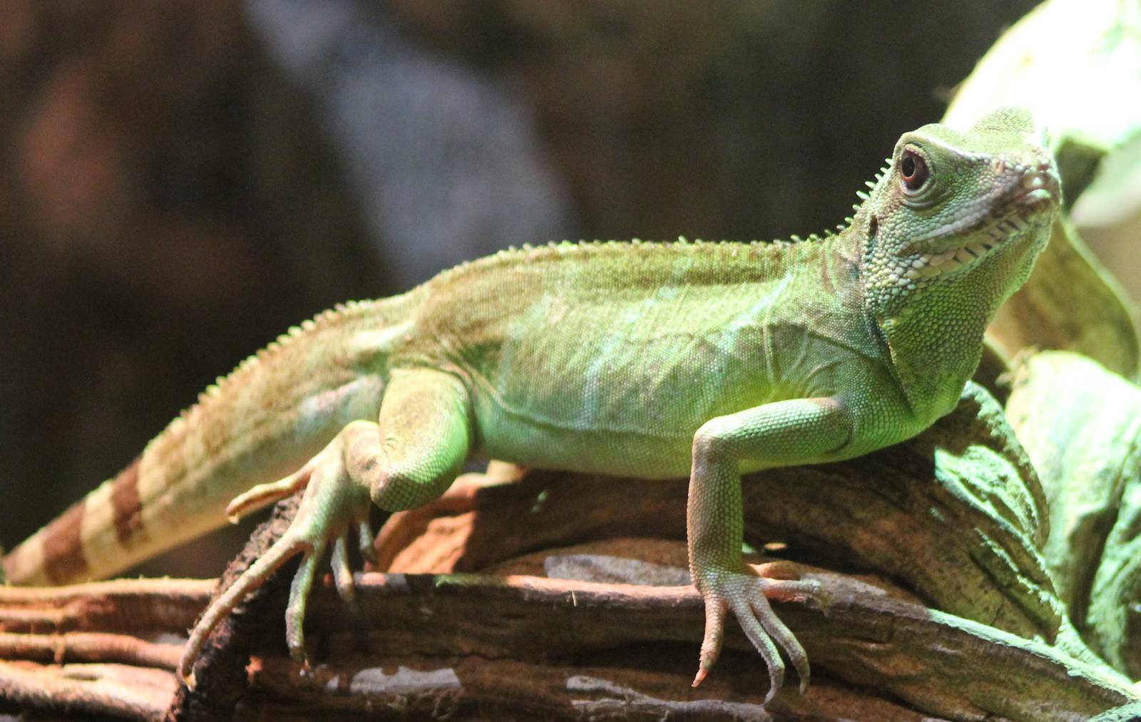Chinese water dragon female
