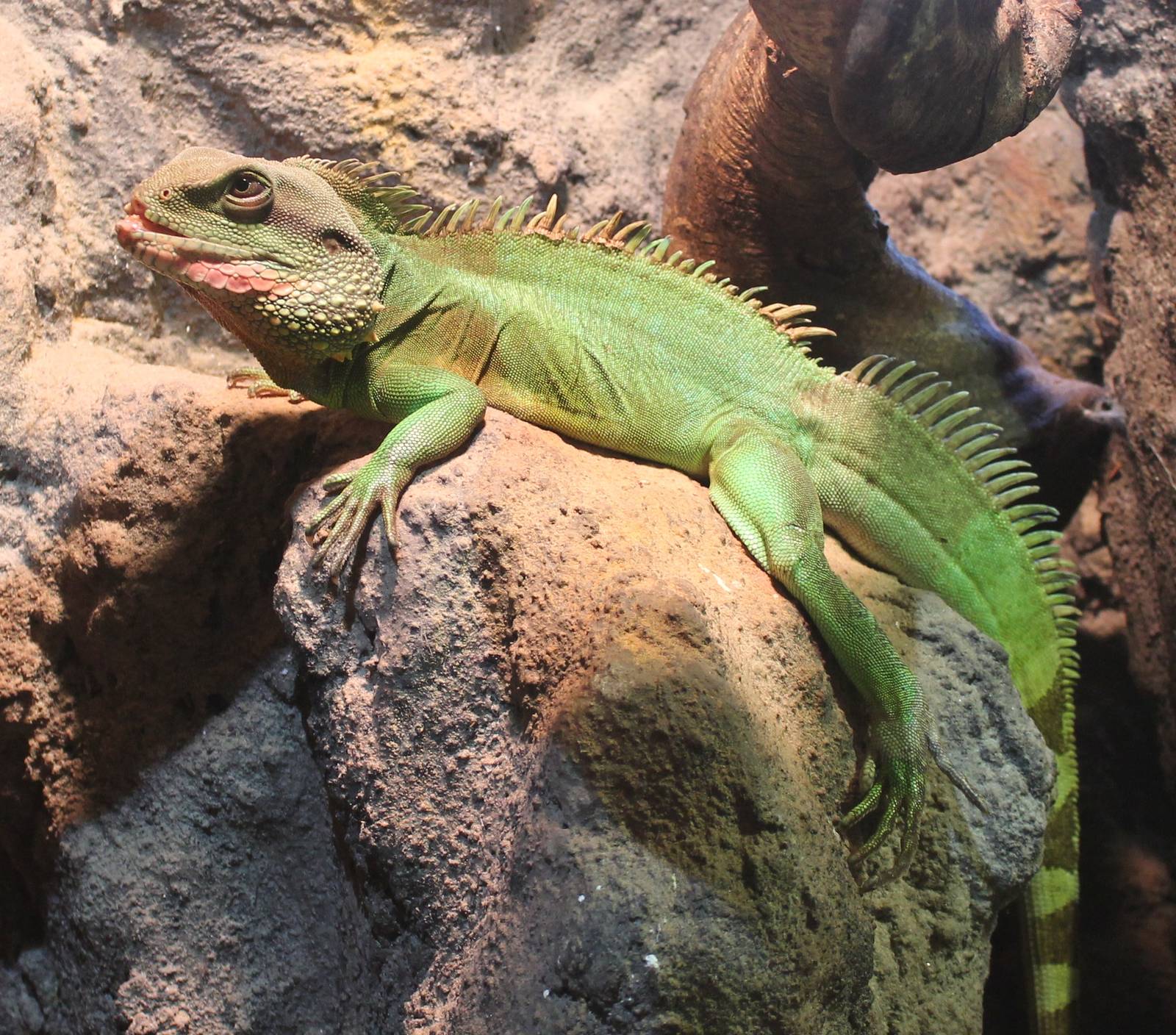 Chinese water dragon male