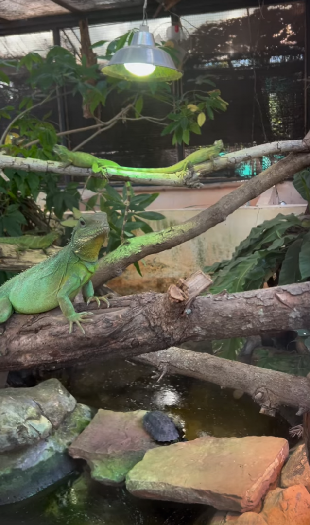 Chinese water dragon mixed Asian leaf turtle exibit