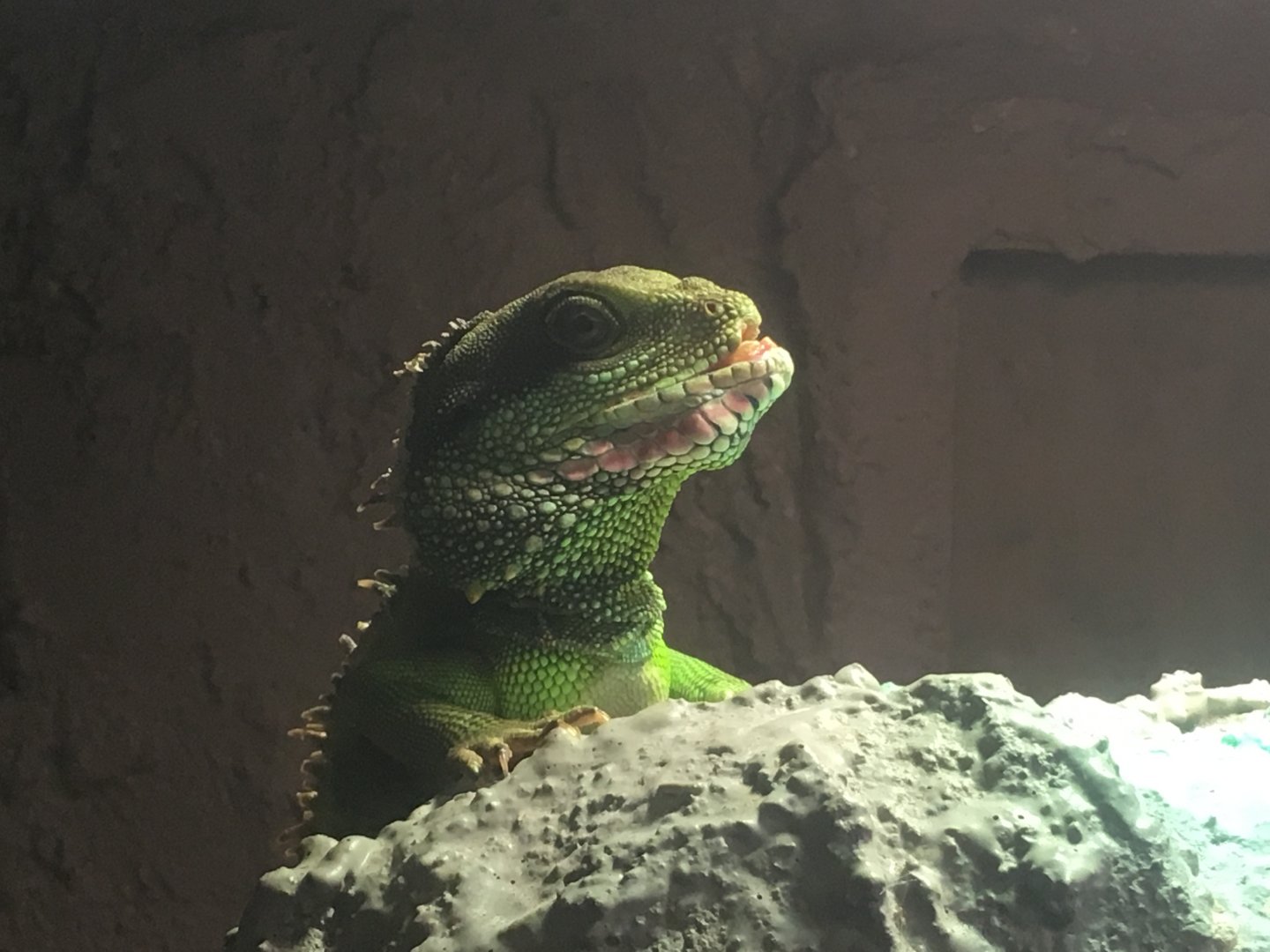 Chinese water dragon (Physignathus coccinus) at the Reptile Village Conservation Zoo