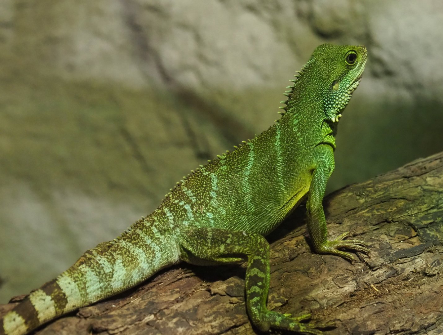 Chinese water dragon (Physignathus cocincinus), 2020-06-20