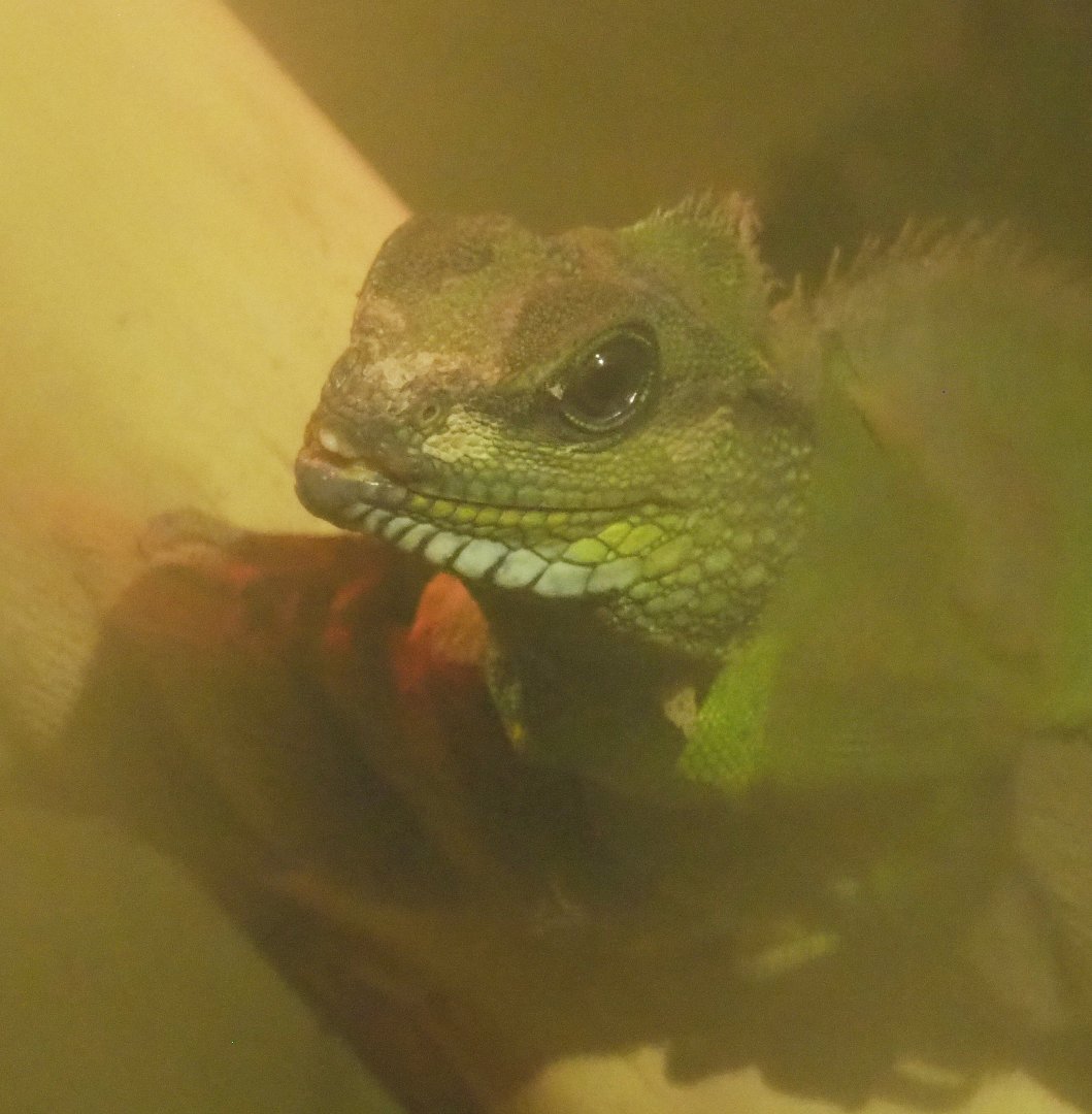 Chinese water dragon (Physignathus cocincinus), 2020-09-12