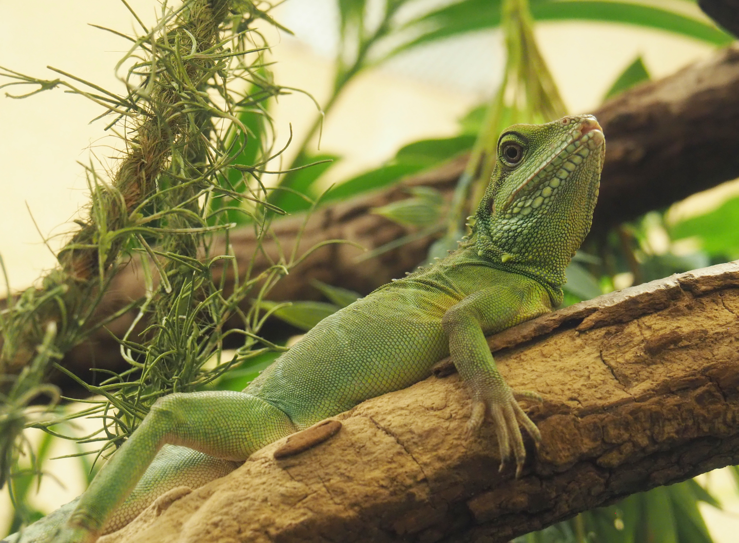 Chinese water dragon (Physignathus cocincinus), 2020-09-20