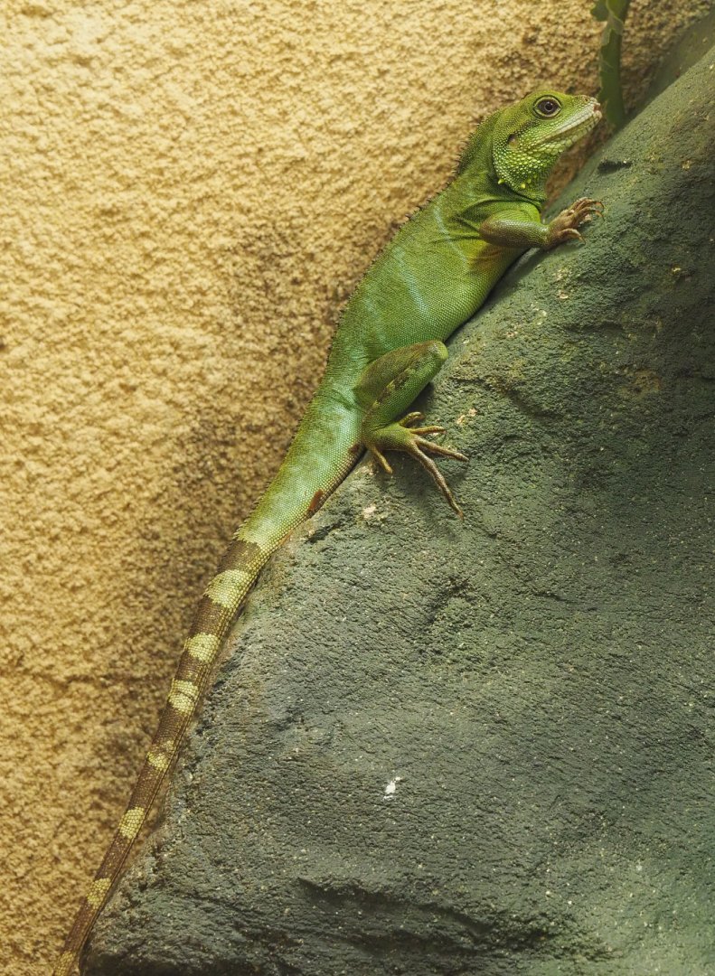 Chinese water dragon (Physignathus cocincinus), 2020-09-20