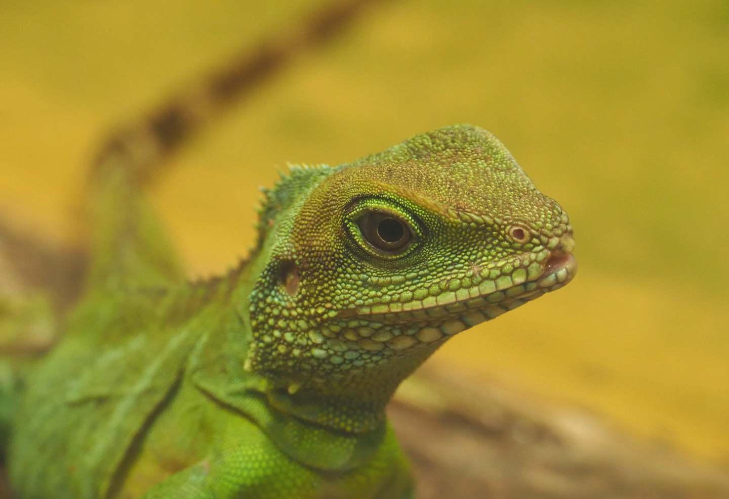 Chinese water dragon (Physignathus cocincinus), 2021-06-12