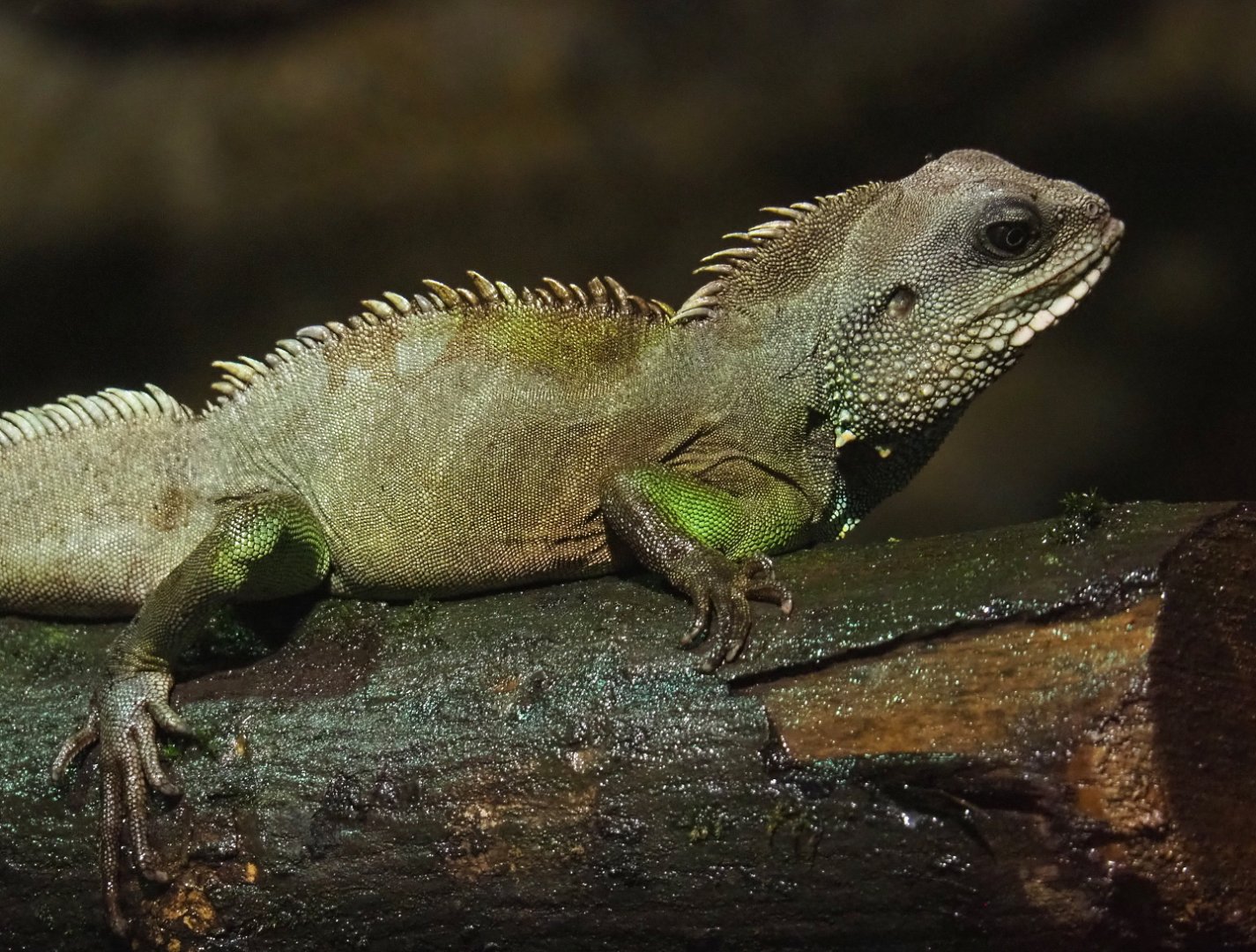 Chinese water dragon (Physignathus cocincinus), 2021-06-15