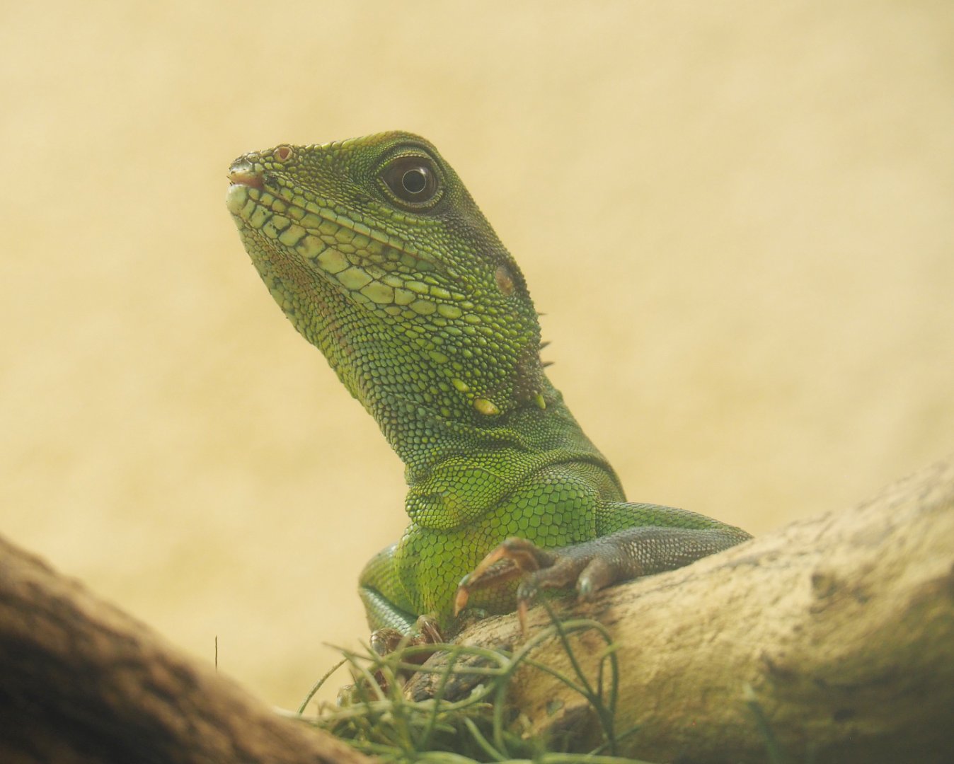 Chinese water dragon (Physignathus cocincinus), 2022-05-26