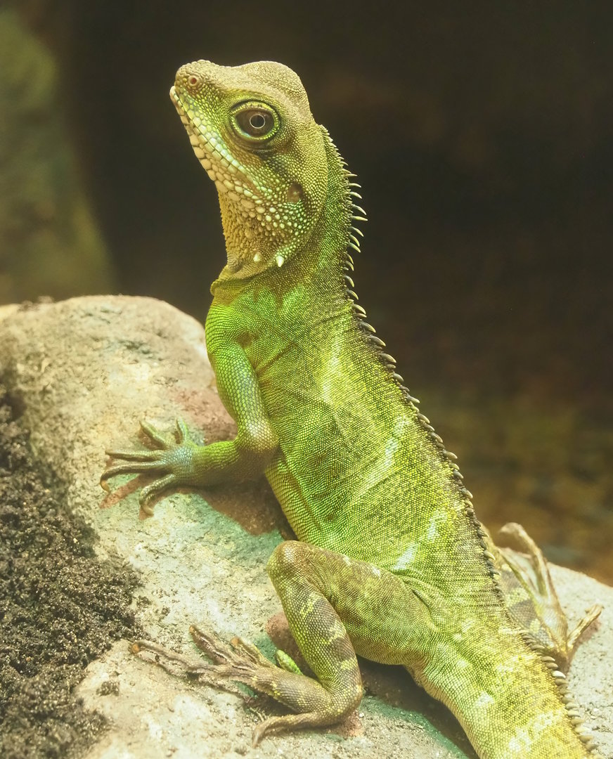 Chinese water dragon (Physignathus cocincinus), 2022-08-16
