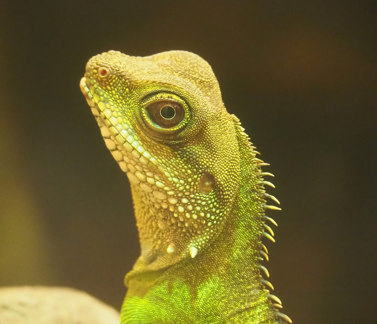 Chinese water dragon (Physignathus cocincinus), 2022-08-16
