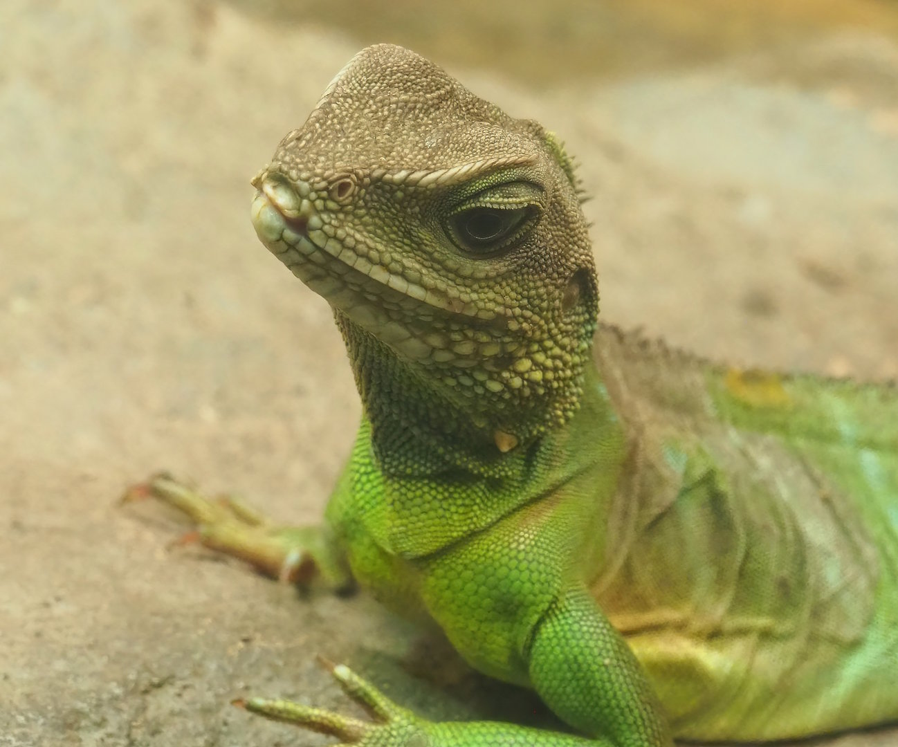 Chinese water dragon (Physignathus cocincinus), 2022-09-04