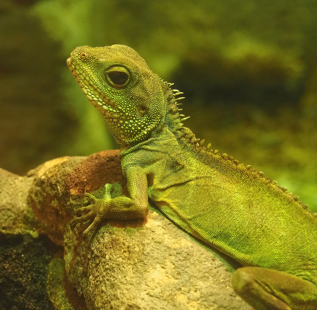 Chinese water dragon (Physignathus cocincinus), 2022-10-29