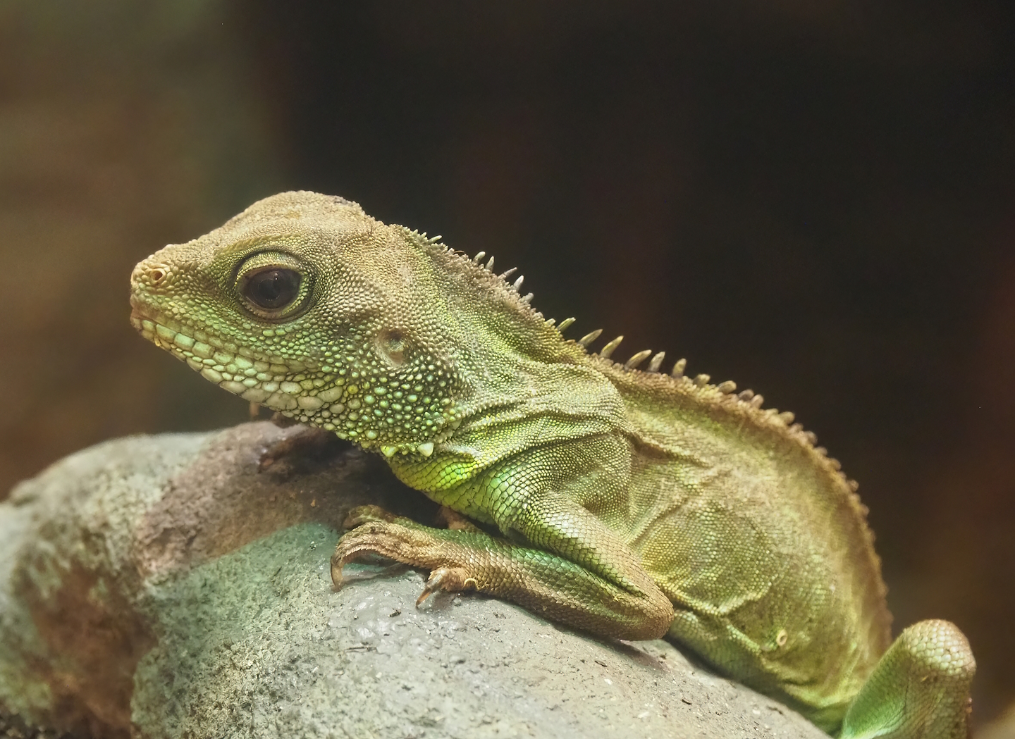 Chinese water dragon (Physignathus cocincinus), 2023-07-02