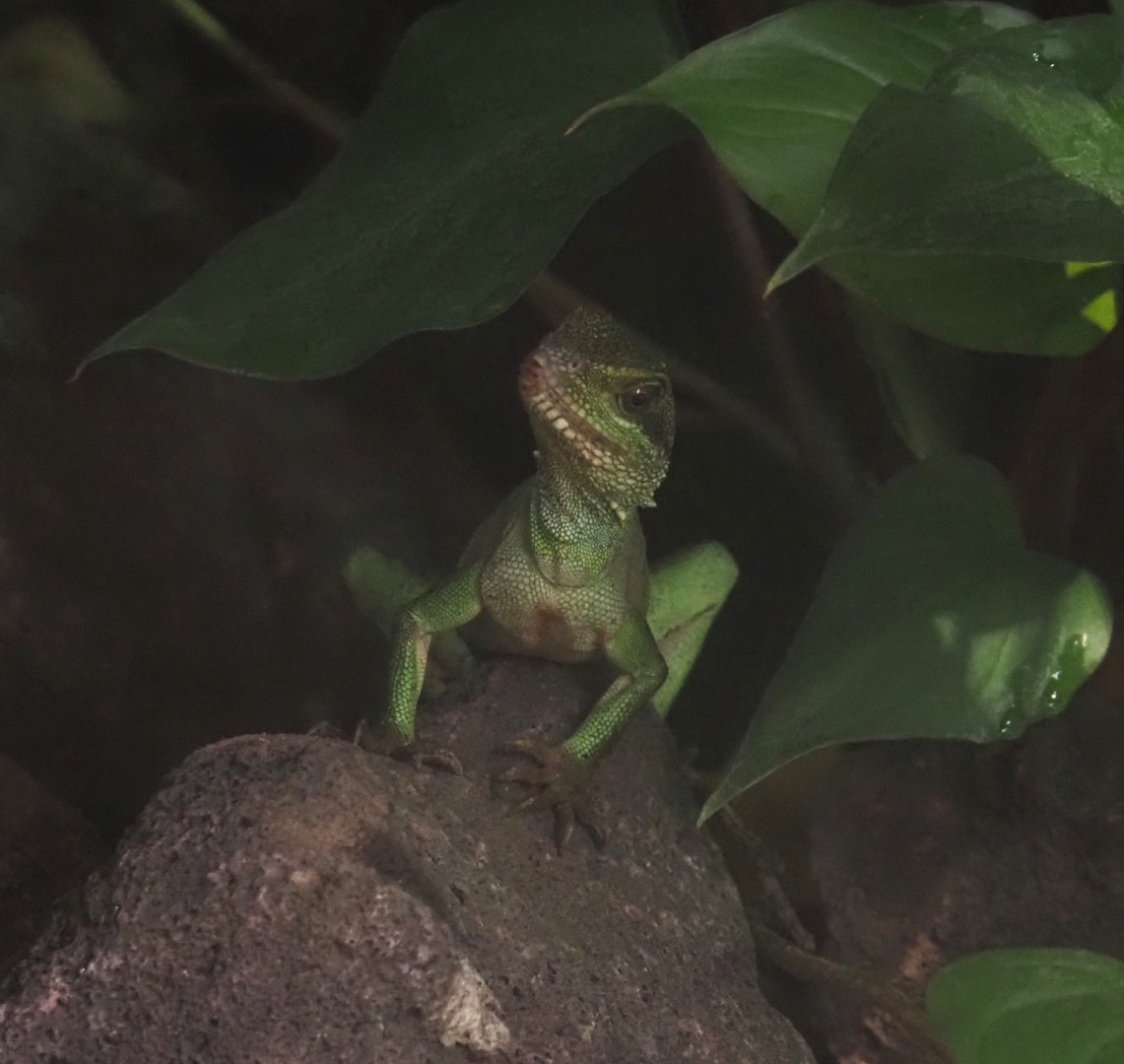 Chinese water dragon (Physignathus cocincinus), 2025-04-26